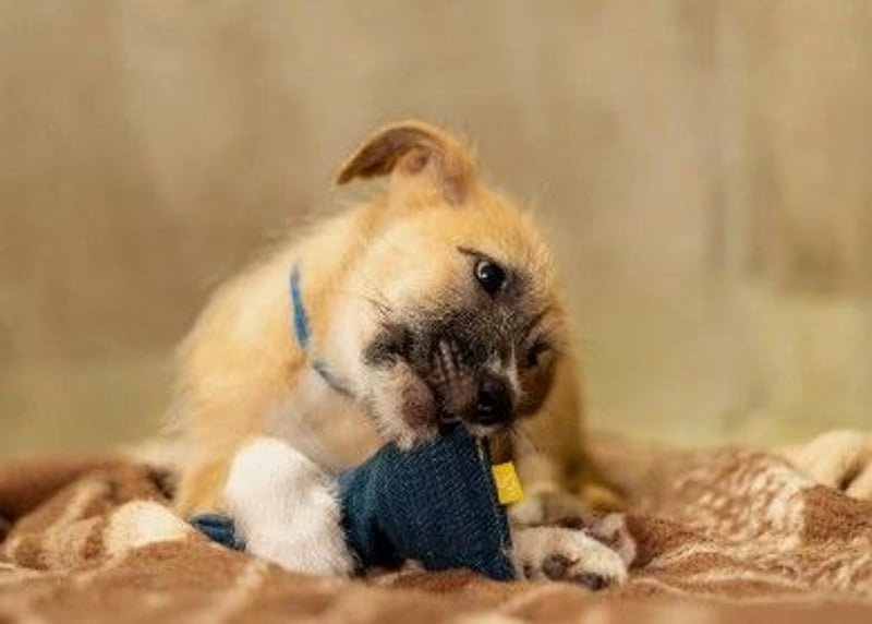 Zauberhafter Welpe Fox