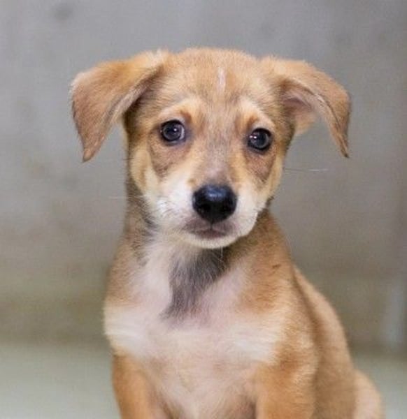 Zauberhafter, lieber Welpe Iovis sucht seine Menschen