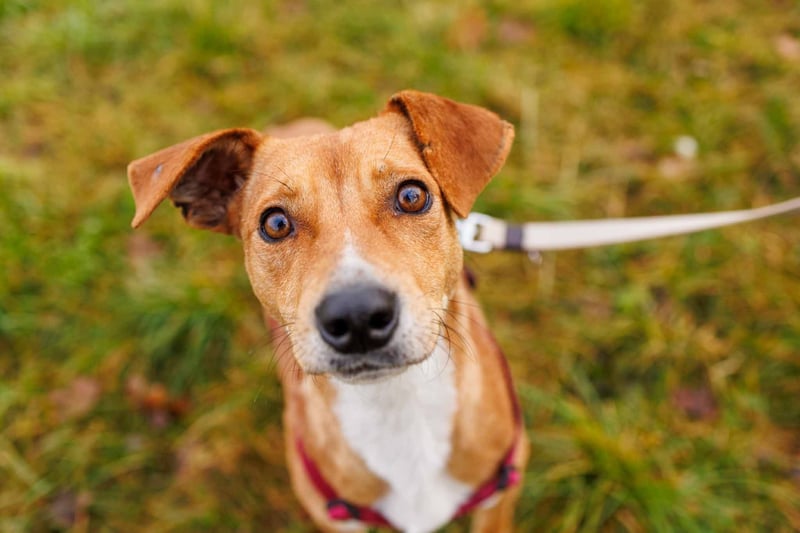 NELLY - Kämpferin mit großem Herzen & viel Lebensfreude