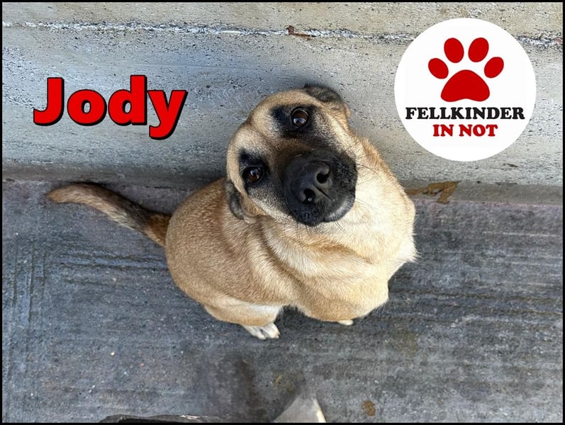 hübsche und freundliche Mischlings-Hündin Jody sucht ein Zuhause
