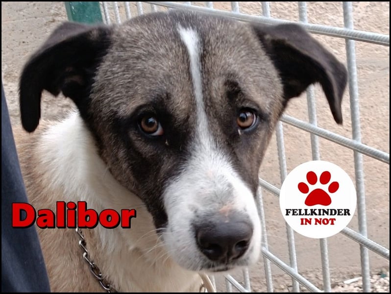 lieber Mischlings-Rüde Dalibor sucht ein Zuhause oder Pflegestelle