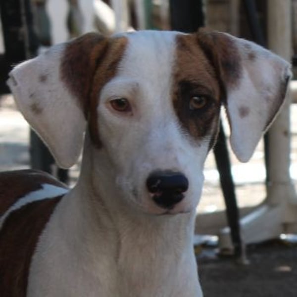 Nivara, geb. ca. 11/2024, lebt in GRIECHENLAND, auf einer privaten Pflegestelle