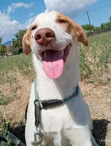 Doria, geb. ca. 12/2024, lebt in GRIECHENLAND, auf einer privaten Pflegestelle