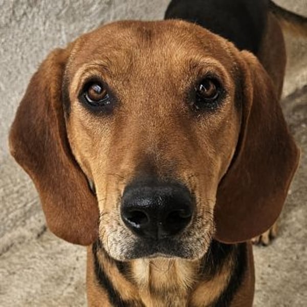 Draven, geb. ca. 11/2024, lebt in GRIECHENLAND, im städt. Tierheim Serres