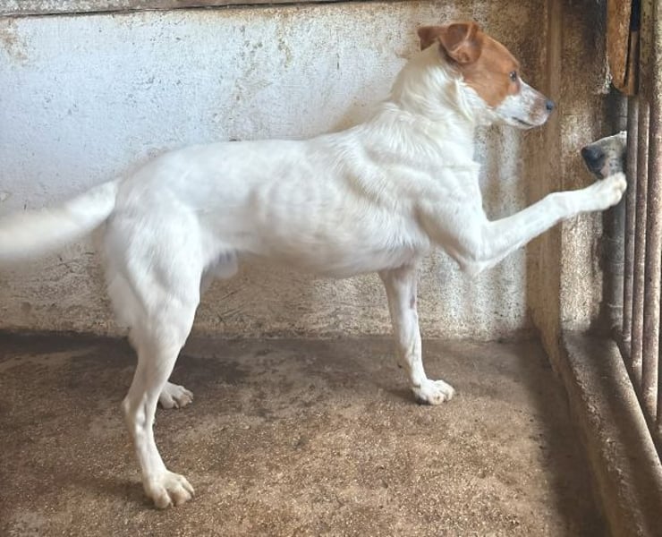 Benschi, geb. ca. 01/2025, lebt auf einer Pflegestelle in 60528 Frankfurt