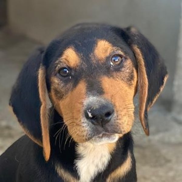 Jäger, geb. ca. 08/2025, lebt in GRIECHENLAND, im städt. Tierheim Serres