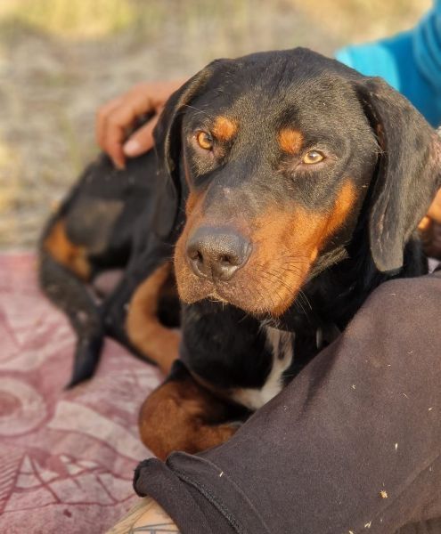 Sigma, geb. ca. 04/2024, lebt in GRIECHENLAND, im städt. Tierheim Serres