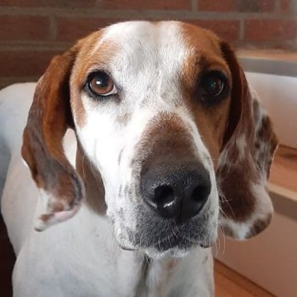 Zack, geb. ca. 10/2022, lebt auf einer Pflegestelle in 23556 Lübeck