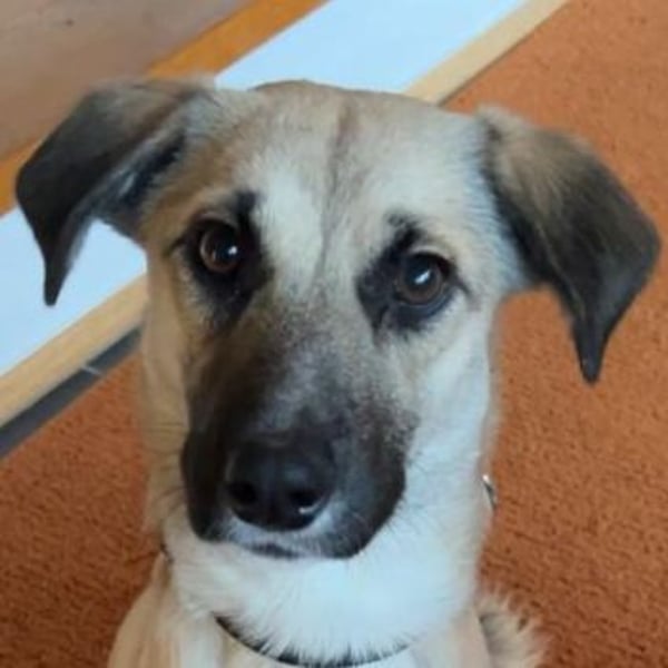 Fary, geb. ca. 02/2024, lebt auf einer Pflegestelle in 58332 Schwelm