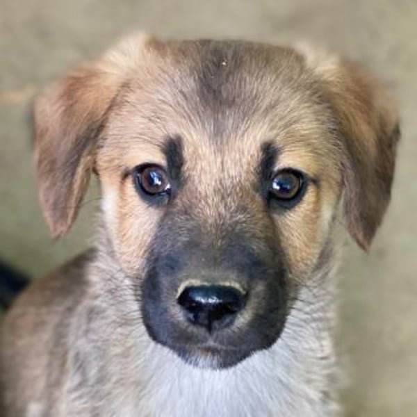 Cordon, geb. ca. 08/2025, lebt in GRIECHENLAND, auf einer privaten Pflegestelle