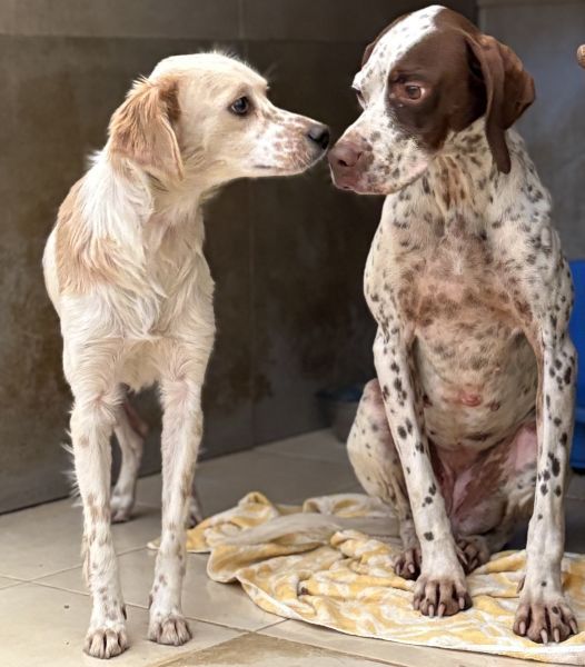 Acira, geb. ca. 04/2023, lebt in GRIECHENLAND, im städt. Tierheim Serres