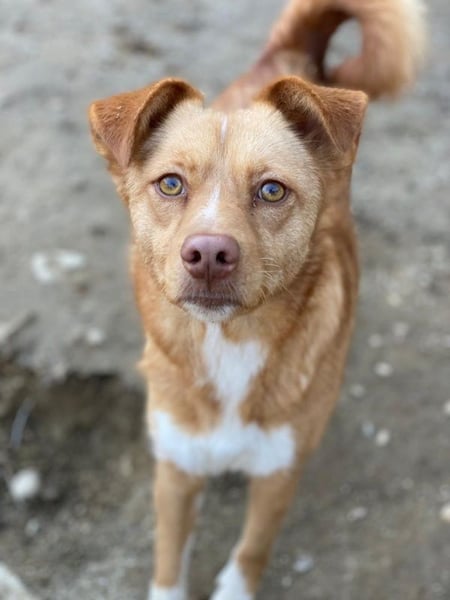 Rosalie, geb. ca. 12/2022, lebt in GRIECHENLAND, auf einer privaten Pflegestelle