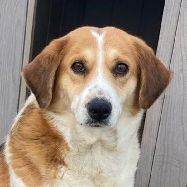 Katja, geb. ca. 12/2019, lebt in GRIECHENLAND, im städt. Tierheim Serres