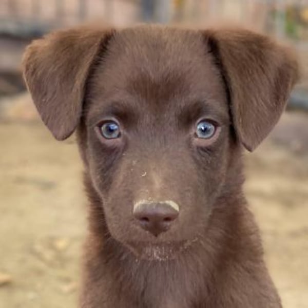 Dijon, geb. ca. 08/2025, lebt in GRIECHENLAND, auf einer privaten Pflegestelle