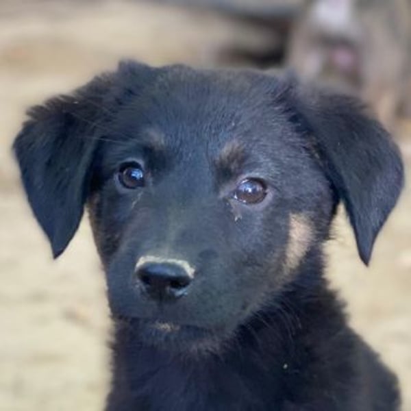 Soufflé, geb. ca. 08/2025, lebt in GRIECHENLAND, auf einer privaten Pflegestelle