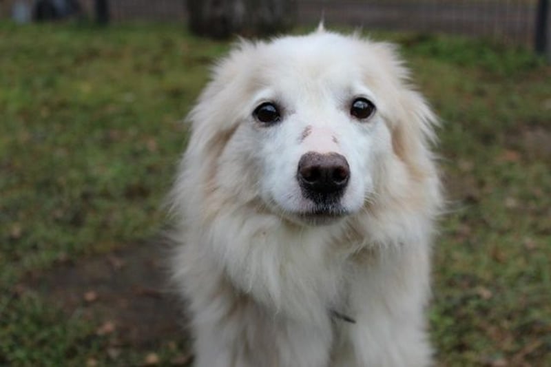 Moyo, Sheltie Mix, geb. 2019, möchte Vertrauen aufbauen und endlich ein Zuhause genießen