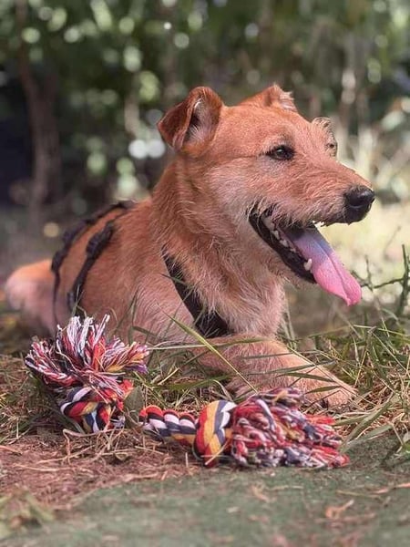 Robin unser kleiner Jäger