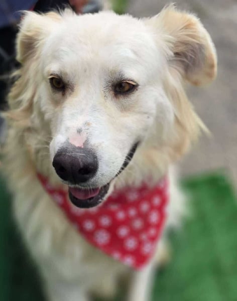 Cremefarbenes Fell - bernsteinfarbene Augen – das ist CHASE