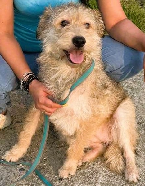 Ruckzuck verliebt in Strubbelmaus „ GIPSY “