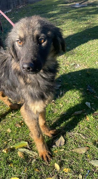 Henry - bildhübscher Bub sucht genau DICH