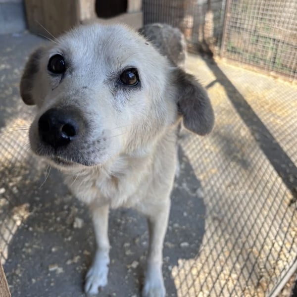 ALASKA - LEBENSABEND GEWÜNSCHT