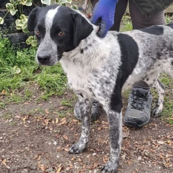 CRONIN WÜNSCHT SICH LIEBE