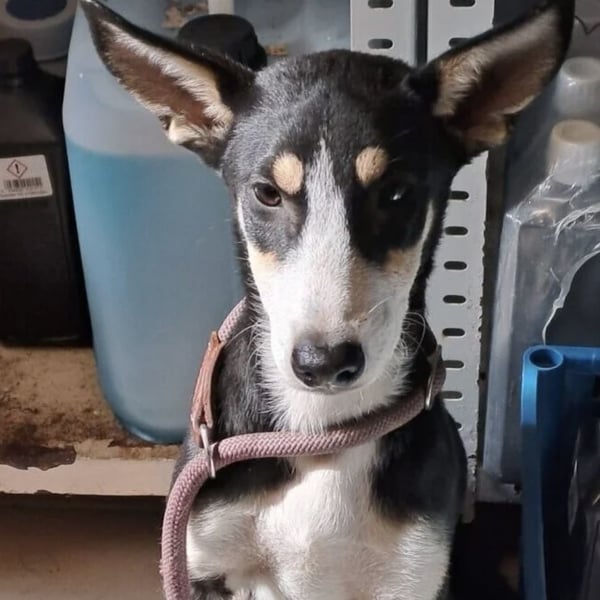 BAMBARI SUCHT ZUHAUSE MIT HERZ