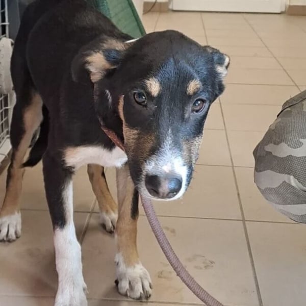 BABER WURDE EINFACH ABGEGEBEN