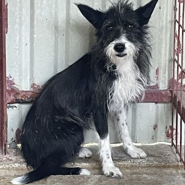 SZAMBA FRÖHLICHE HÜNDIN