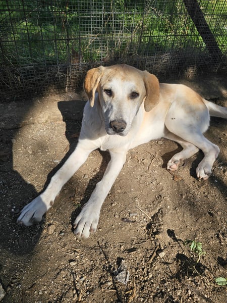 Hund Hündin sehr ruhig und lieb Tierschutz