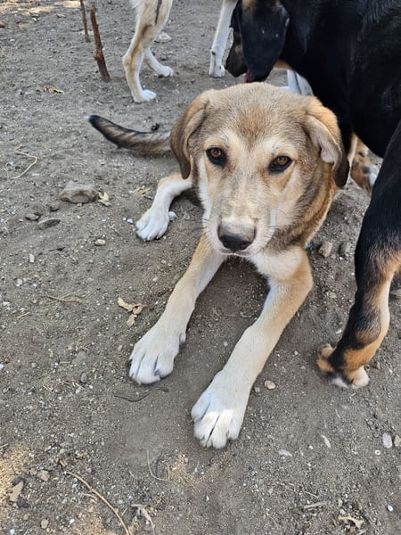 Hund Hündin Welpe Tierschutz Elsa