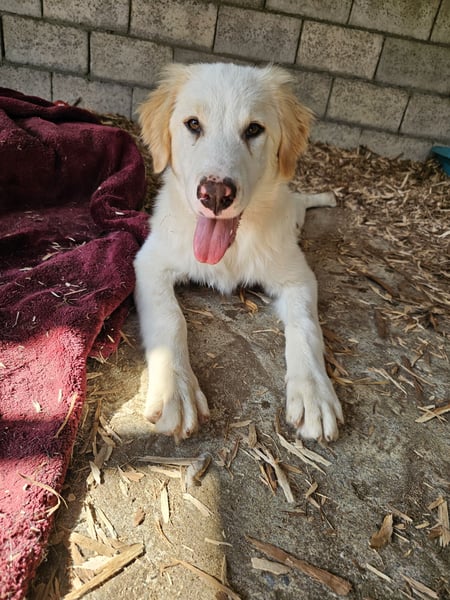 Hund Hündin Welpe Tierschutz Hatty