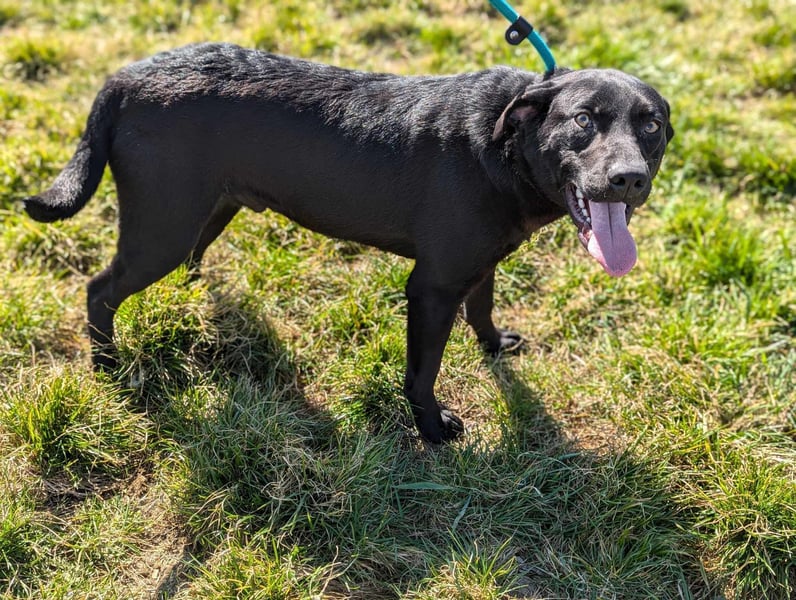 Thyson, geboren 04.2024, 50cm sucht sein Glück
