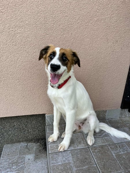 Manka, geboren 01.02.2025, 43cm sucht ihr Zuhause