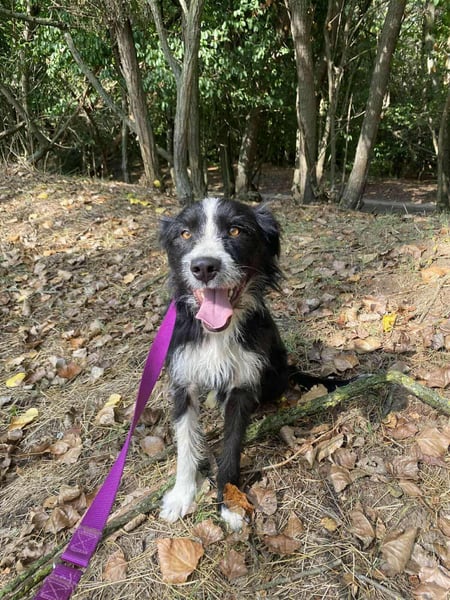 Zozo, 1 Jahr, 53cm sucht sein Zuhause