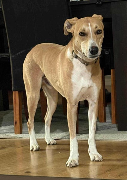 Törpie, 3 Jahre, 46cm sucht sein für immer Zuhause