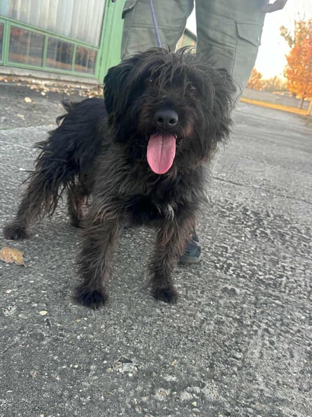 Emi, geboren 19.09.2018, 45cm sucht ihre Familie