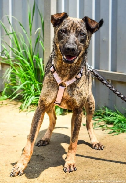 Cheryl, 06.2022 geboren, 44cm sucht ihr Zuhause