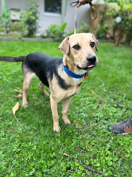 Deni, geboren 22.01.2024, 52cm sucht seine Menschen