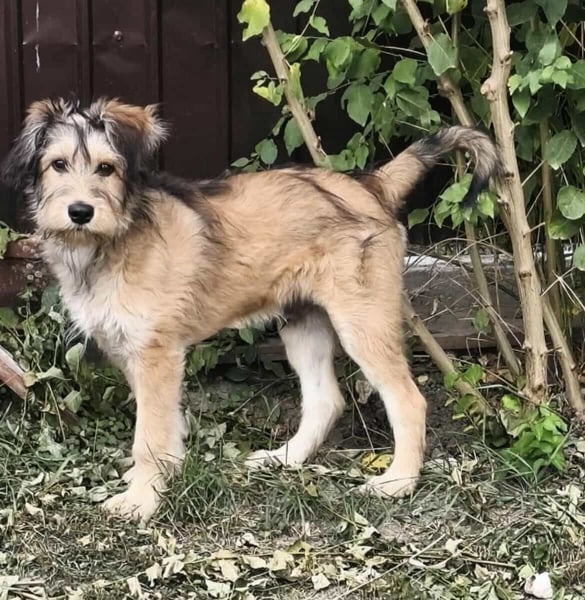 Morszi, geboren 03.07.2025, 49cm sucht seine Familie