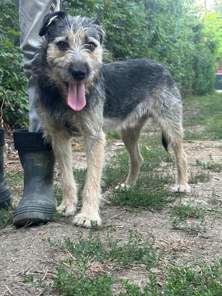 Ralf, geboren 01.08.2024, 49cm sucht sein für immer Zuhause