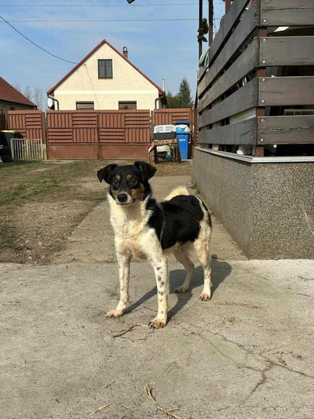 Milo, geboren 21.05.2023, 43cm sucht sein Zuhause