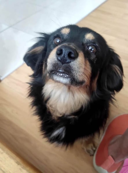 Knuffiger Rexo möchte geliebt werden