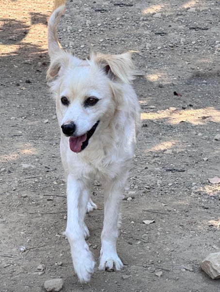 COOKIE – vom scheuen Straßenhund zum treuen Freund