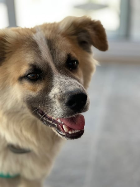 ROMEO – der kleine Charmeur mit großem Herzen sucht seine Lieblingsmenschen