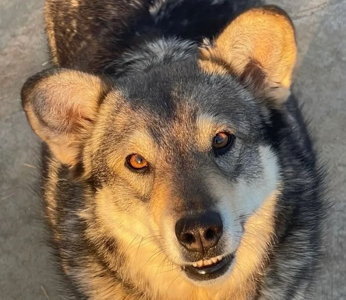 Lotti - zarte Seele sucht ihre Menschen ❤️