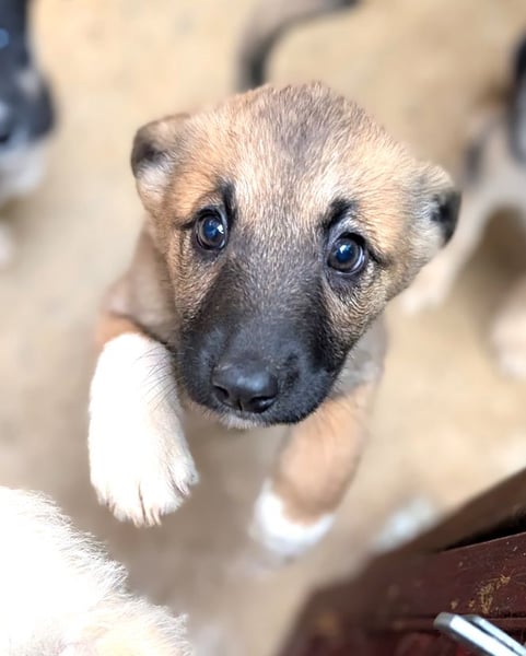 Fröhlicher Sonnenschein Lisa sucht ihre Sonne!