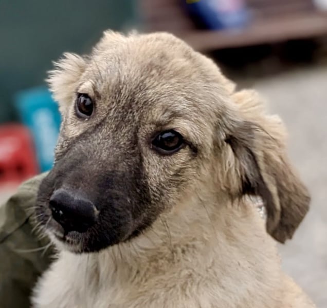 Liebes Welpenmädchen Yuba sucht ihre Menschen