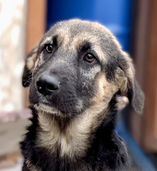 Schmusiges Welpenmädchen Alma ♥️