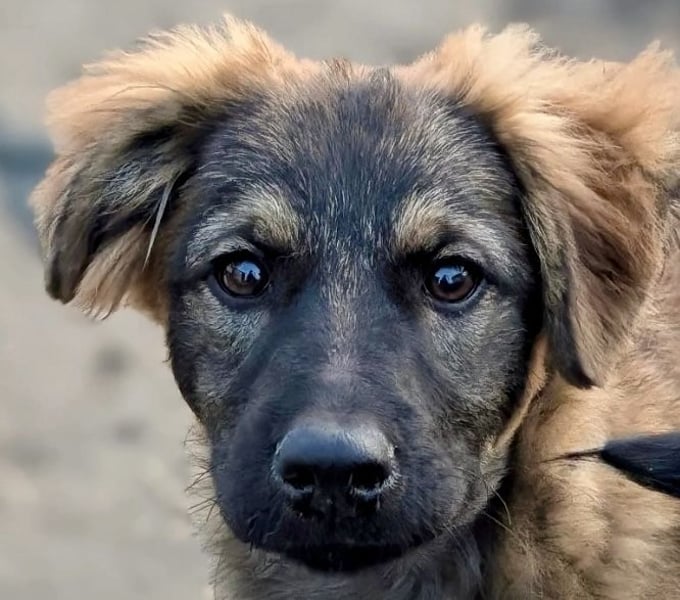 Ayla - fein und sensibel